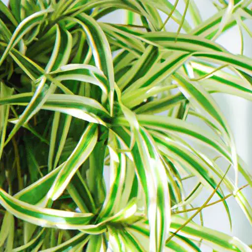 吊蘭 Spider Plant 裝飾你的家並提升空氣質量