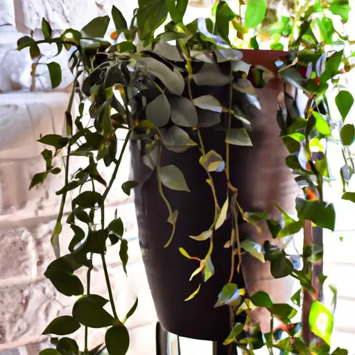 室內吊掛植物：為你的居家空間增添綠色元素