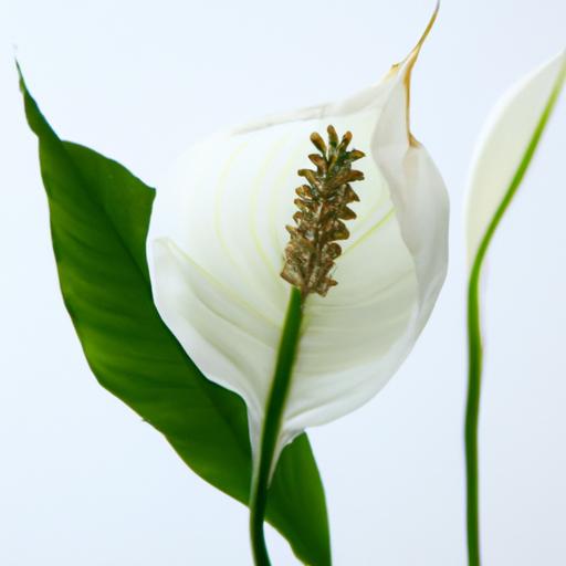 室內種植白鶴芋 Peace Lily美觀與空氣淨化兼具