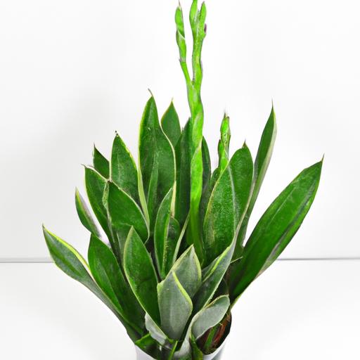 棒葉虎尾蘭 Sansevieria cylindrica 為你的室內空間增加線條美感
