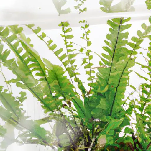 波士頓蕨窗簾蕨水耕：打造室內植物綠色天堂