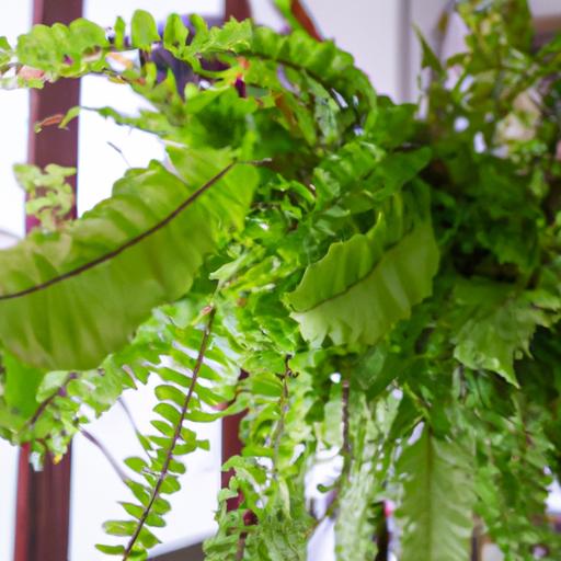 波士頓蕨：窗簾蕨腎蕨- 最適合擺設的室內盆栽之一