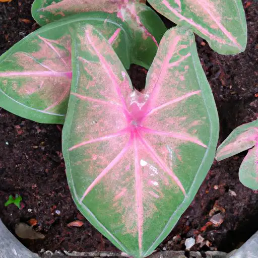 粉紅佳人合果芋 Caladium bicolor 'Pink Beauty' 日照需求與照護指南