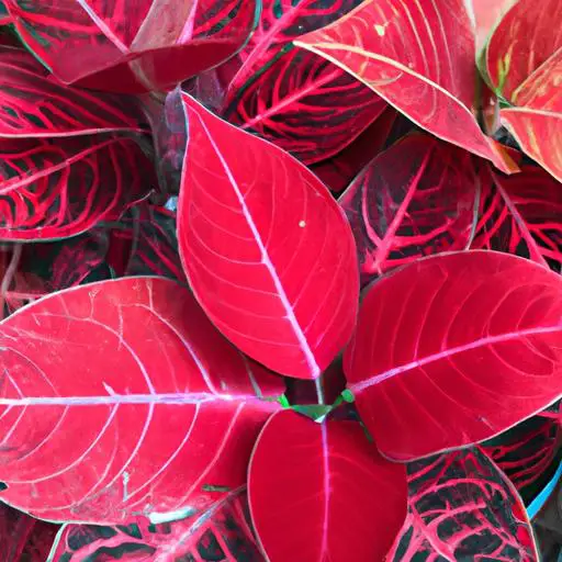紅色觀葉植物：增添室內空間的色彩與活力