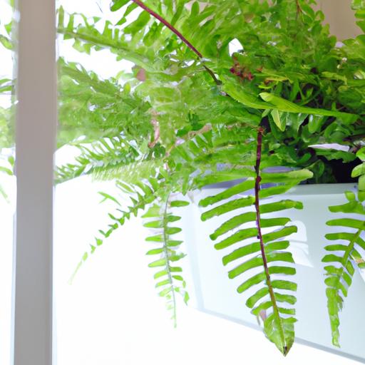 蕨類盆栽種類：打造室內淨化空氣的綠意天堂
