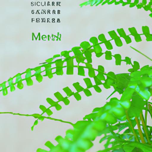Maiden hair fern  美人蕨介質：打造室內綠意盎然的理想植物環境